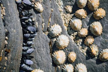 Close up of dark blue mussels packed in a crevice and yellow limpets on coastal rock in intertidal zone © Olha K