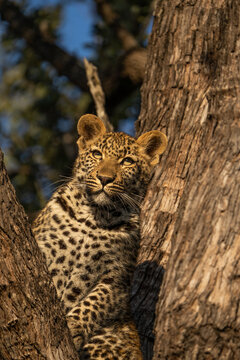 A cute leopard cub sitting up in a tree, Sabi Sand Nature Reserve. 