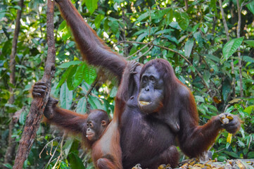 Orangutans in the Borneo rainforest © Rodolfo