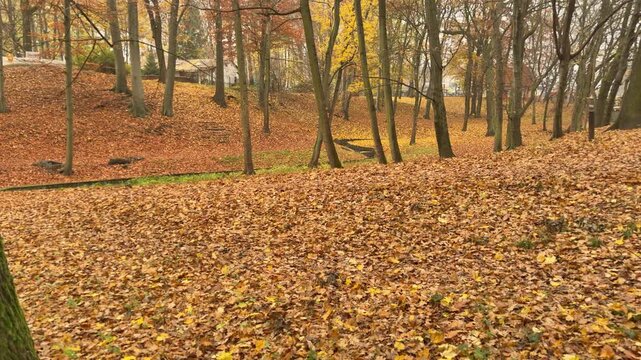 Expansive autumn woodland covered with colorful fallen leaves. Natural landscape symbolizing freedom, openness, exploration and connection with the outdoors