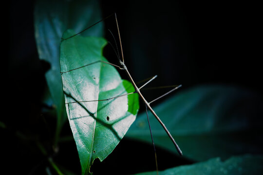 Stick insect resting on a green leaf in the forest