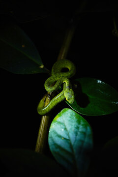 White lipped pit viper snake (Trimeresurus albolabris) wrapped around a plant stem