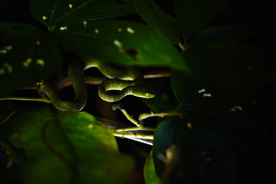 White lipped pit viper (Trimeresurus albolabris) coiled on a branch in tropical forest