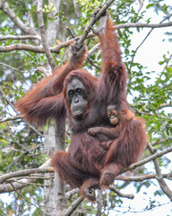 Orangutans in the Borneo rainforest © Rodolfo