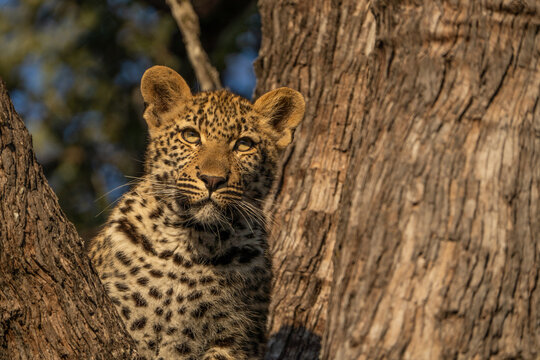Closeup of a cute leopard cub sitting up in a tree, Sabi Sand Nature Reserve. 