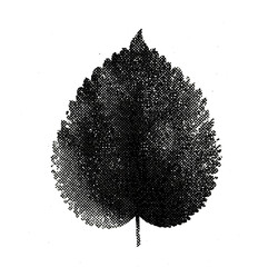 Obraz premium PNG Vintage stipple leaf illustration on textured background.