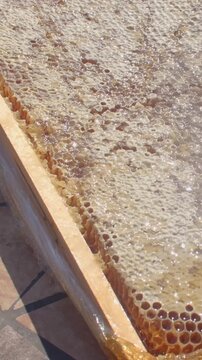 near-macro angled view of hexagonal wax cells inside beehive, with capped and partly uncapped areas as glossy amber honey seeps, pools, and catches reflections honey