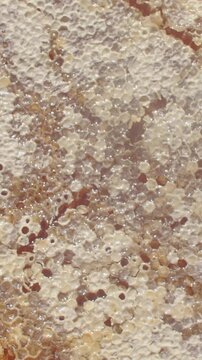 top-down macro showing honeycomb panel undergoing visible uncapping with increasing exposed amber honey pooling inside hexagonal wax cells, soft overhead light honey