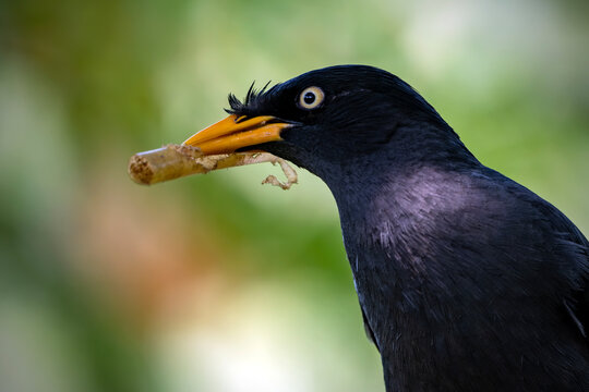 Detailed side profile of a black starling with a yellow beak holding a piece of toxic trash against a smooth green bokeh background