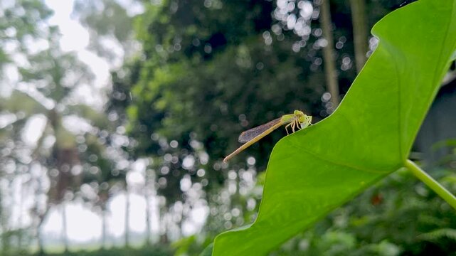 Small yellow damselfly resting on a green leaf insect nature wildlife macro outdoor