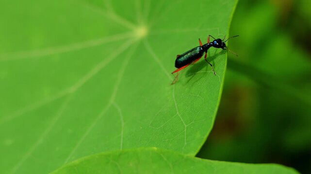 Closeup high-angle wildlife video of Neocollyris redtenbacheri, a tree-dwelling tiger beetle, perching on a fresh green leaf in its natural habitat during summer in Himachal Pradesh, India.