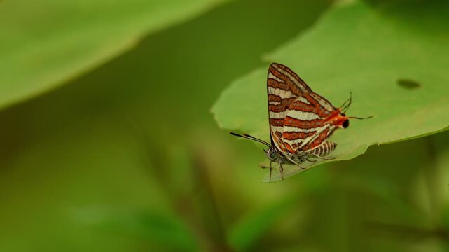 Macro wildlife video showing a common silverline butterfly (Cigaritis vulcanus) resting on a green leaf during the monsoon season in Himachal Pradesh, India.
