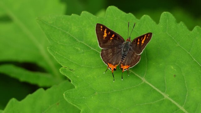 Closeup macro video of a common silverline butterfly (Cigaritis vulcanus) spreading and gently moving its wings while resting on a fresh green leaf in its natural habitat during the monsoon season.