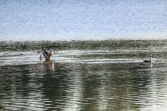 Great crested grebe flapping wings on calm lake with young chick nearby. Wings stretched wide on open water, tranquil mood, lake surface, minimalist wildlife concept