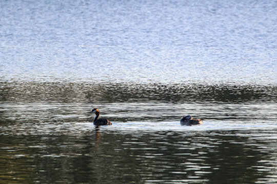 Great crested grebe flapping wings on calm lake with young chick nearby. Wings stretched wide on open water, tranquil mood, lake surface, minimalist wildlife concept