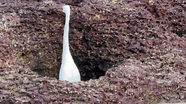 White egret hunting and observing from laterite rock crevice on Goa beach India
