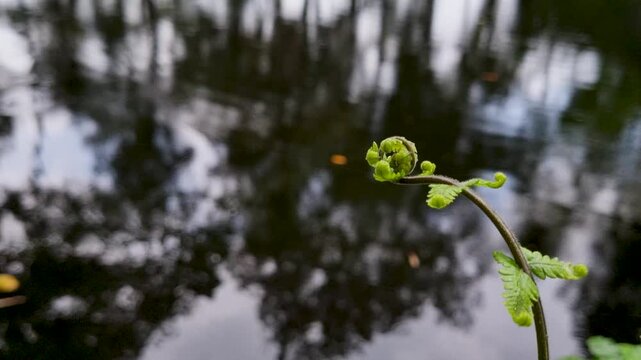 Single unfurling fern fiddlehead growing by a dark reflective pond nature plant green growth water
