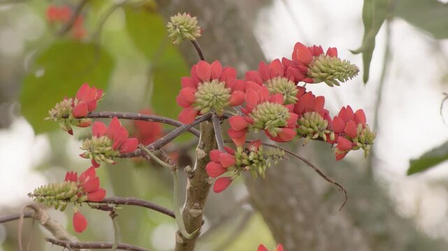 Exotic basul flowers hanging from the tree are buffeted by the wind