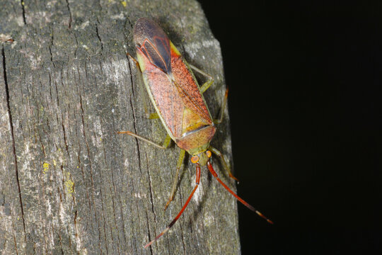 Erlengast,  Pantilius tunicatus an einem Holzpfahl