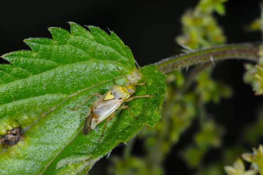 Beifu&szlig;-Wiesenwanze, Lygus gemellatus  auf einem Brennesselblatt