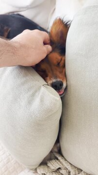 Small cute dog in lying between pillows on sofa as person reaches to pet it filmed from phone camera POV in vertical video in UGC style. Furry canine pet is cozy and comfortable in house or apartment