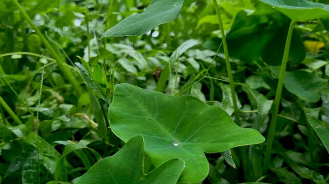 Single clear raindrop resting on large green leaf in lush garden water droplet rain nature plant