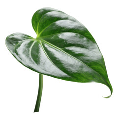 A single heart-shaped philodendron leaf isolated on a transparent PNG background, glossy emerald green surface  © pinan