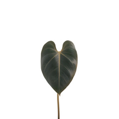 A single heart-shaped philodendron leaf isolated on a transparent PNG background, glossy emerald green surface  © pinan