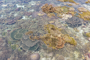 Beautiful corals are exposed during low tide at the edge of Sangalaki Island in the scenic Derawan Archipelago of East Kalimantan, Indonesia. This area harbors extraordinary marine biodiversity. © ead72