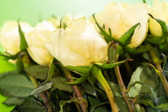 Close-Up of White Roses on Green
