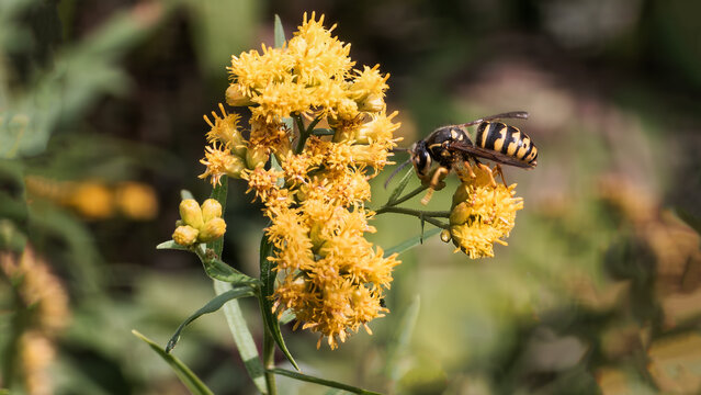 Yellowjacket wasp pollinating on a goldenrod flower during summer in Vanhorn Park in the city of Thornhill, Ontario, Canada