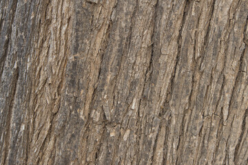 Fototapeta premium Old tree trunk texture background