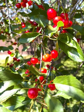 Cluster of Ripe Red Cherries on Tree