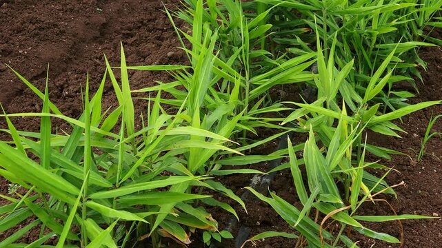 Vibrant Green Leaf Patterns growing densely along dark brown soil furrows equipped with a parallel drip pipeline irrigation system to promote root zone aeration and optimal crop health.