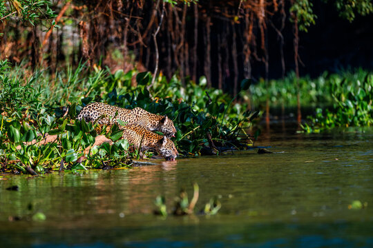 Two jaguars (Panthera onca) drinking side by side with tongues out and bodies overlapping at the water edge with reflections in the water in natural light in the Pantanal of Mato Grosso Brazil