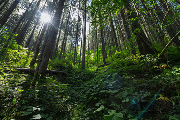 Sunlight filters through tall coniferous trees in a lush green forest, illuminating the undergrowth and creating a serene natural atmosphere © byrdyak