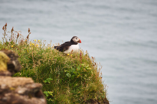 Atlantic puffin on sea cliff in Iceland