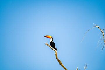 Toco toucan (Ramphastos toco) with huge orange bill and white throat perched on the tip of a bare branch against a clear blue sky in a minimalist composition in the Pantanal of Mato Grosso Brazil © Paulo