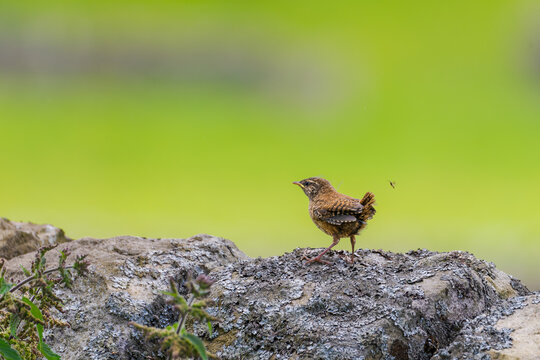 Junger Zaunk&ouml;nig (troglodytes troglodytes) auf einer Mauer in Muker, Yorkshire Dales