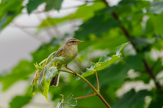 Fitis (phylloscopus trochilus)