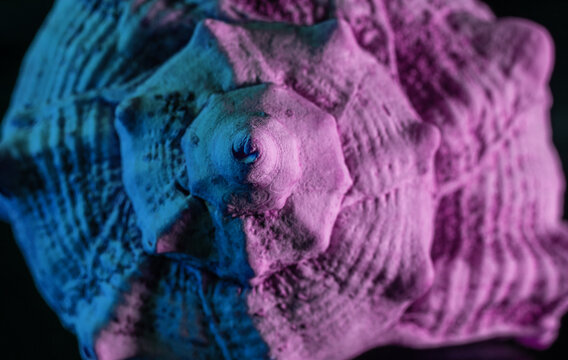 Macro close-up of a seashell with neon blue and purple lighting