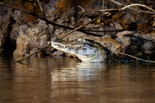 Yacare caiman (Caiman yacare) lying motionless at the water line with a mirror reflection among dry branches below a shaded rocky bank in ambush posture in the Pantanal of Mato Grosso Brazil