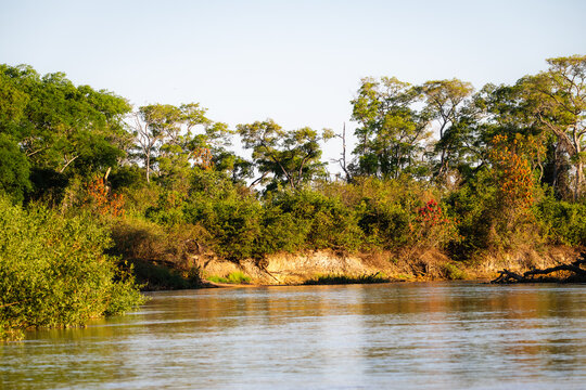 Dense gallery forest with patches of reddish foliage lining the eroded bank of a wide calm river with reflections in late afternoon light seen from water level in the Pantanal of Mato Grosso Brazil