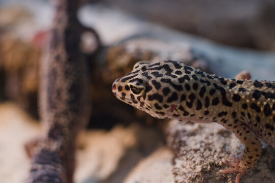 Leopard gecko on textured rock surface