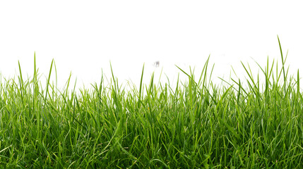 Fototapeta premium Grass on white background/High-resolution green grass meadow isolated on a clean white background, with sharp details and natural texture