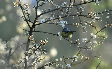 Eurasian blue tit sitting on the  branch in tree in springtime © Pavol Klimek