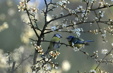 A blue tit feeds another tit a caterpillar on a tree during spring flowering © Pavol Klimek