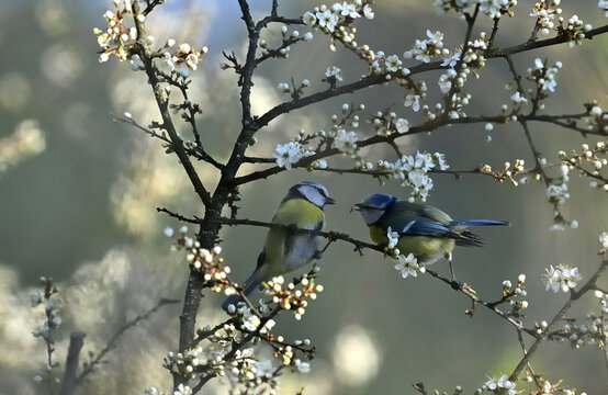 A blue tit feeds another tit a caterpillar on a tree during spring flowering