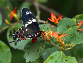 Crimson rose butterfly at Tadoba Andhari Tiger Reserve, India © Dr Ajay Kumar Singh