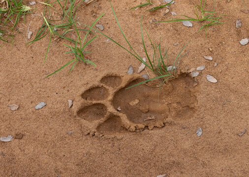 Old pugmark of tiger at Tadoba Andhari Tiger Reserve, India